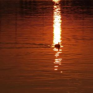 一级黄色毛片香蕉视频
